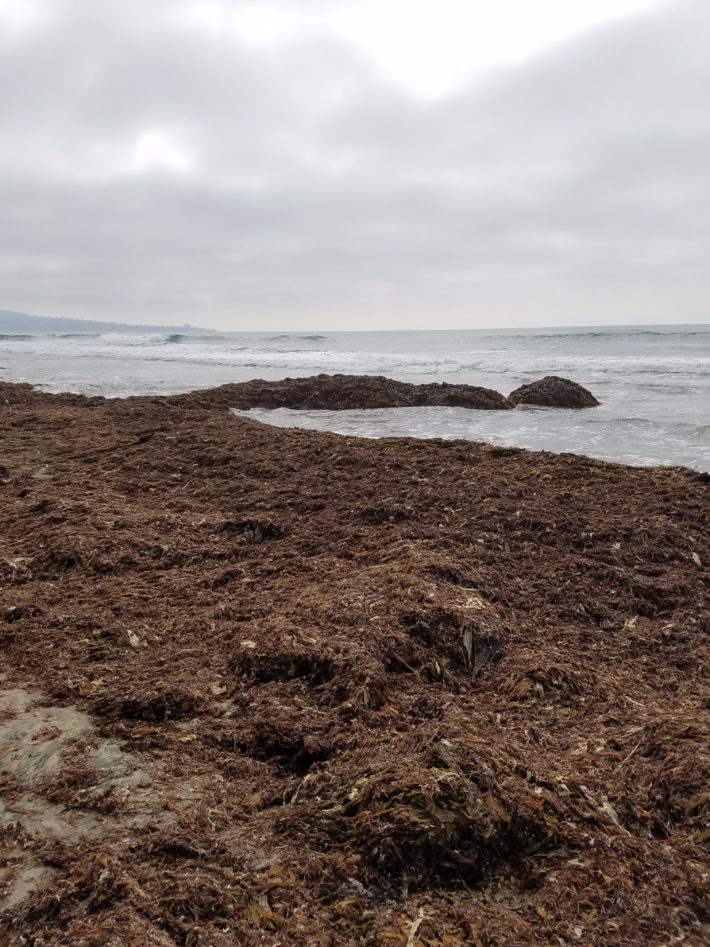 Fun Diego Family Hikes to San Diego's Torrey Pines and Nude Beach