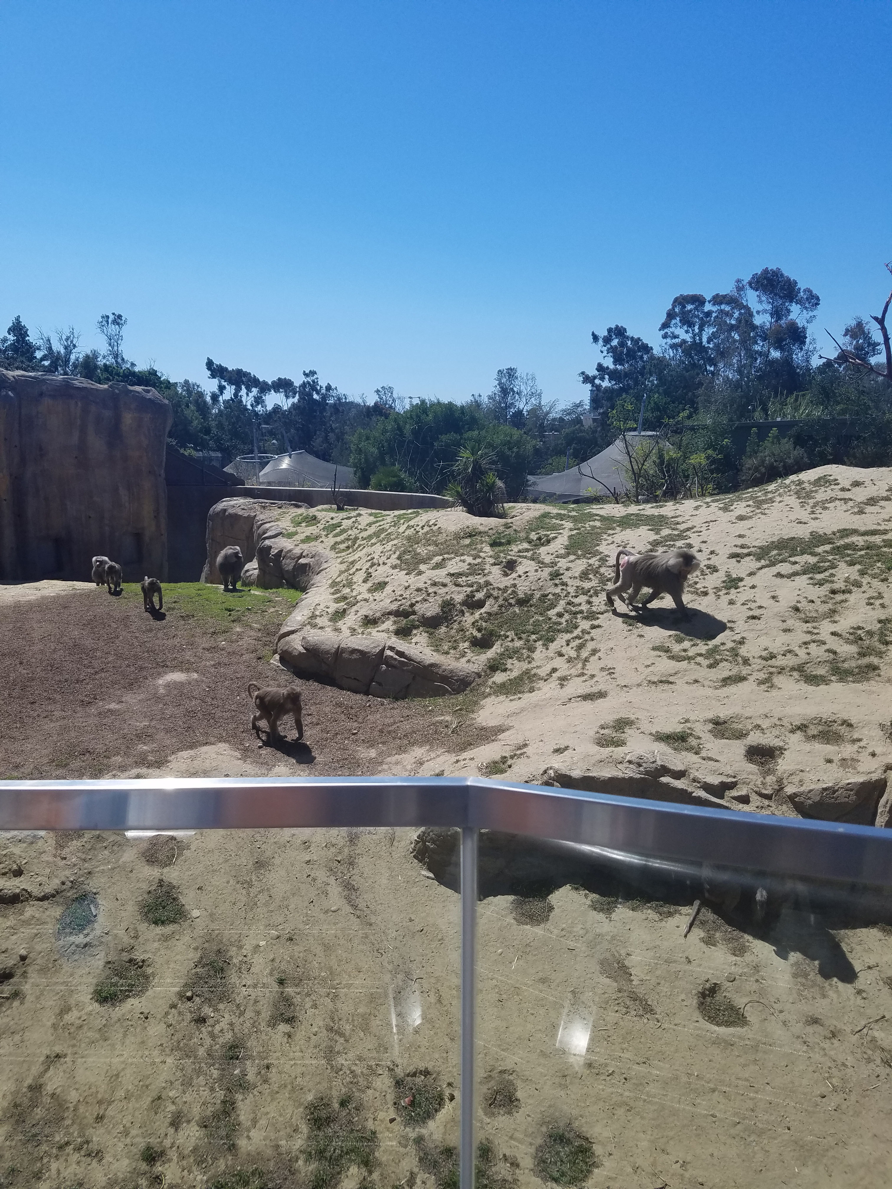 Africa Rocks at the San Diego Zoo