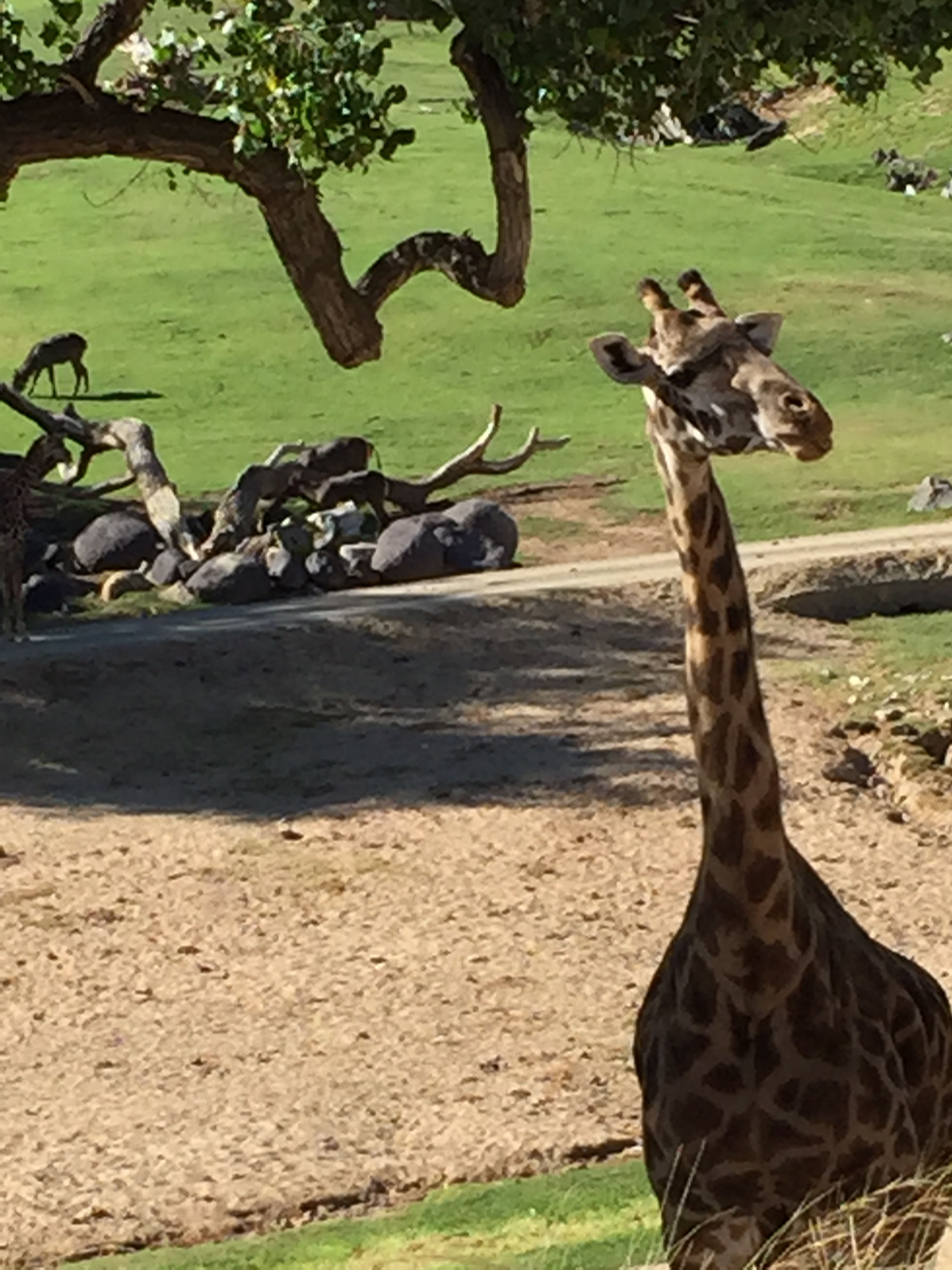 San Diego Zoo Vs Safari Park: Which Should You Visit - Fun Diego Family