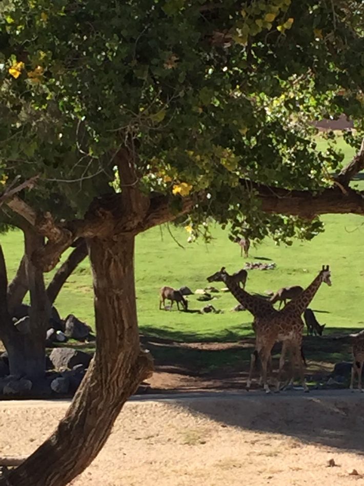 san diego zoo safari park early hours