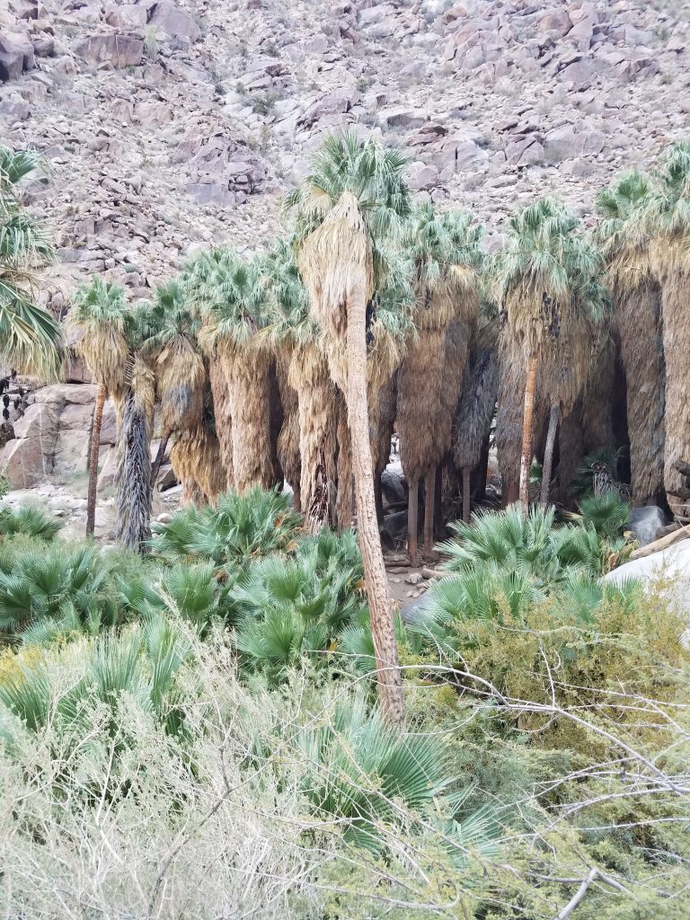 San Diego Hikes: Borrego Palm Canyon