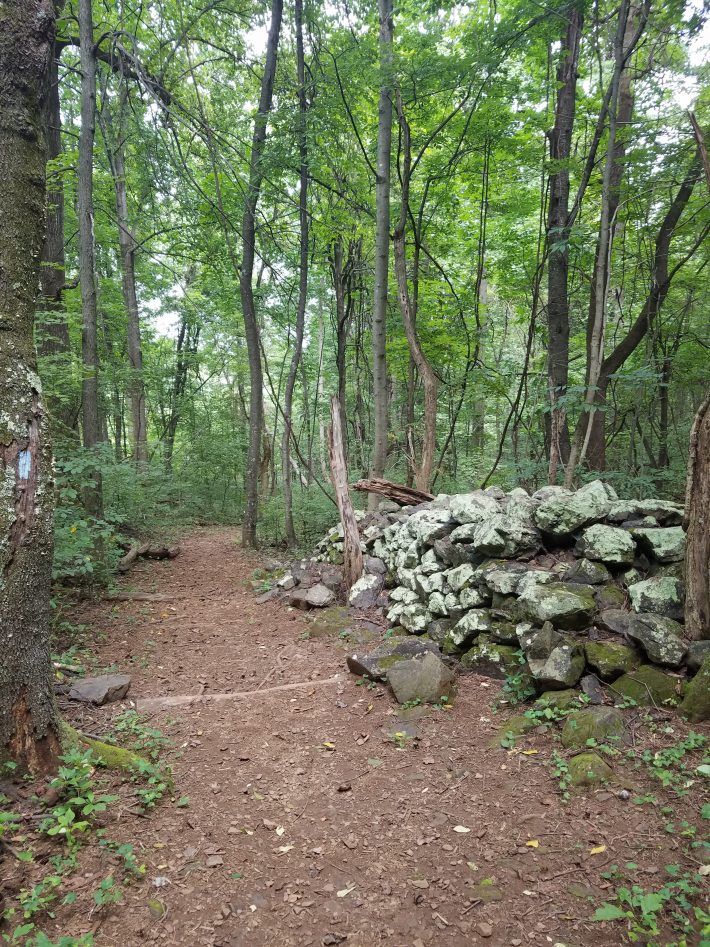 Hiking Shenandoah: Fox Hollow Loop at Dickey Ridge Visitor’s Center