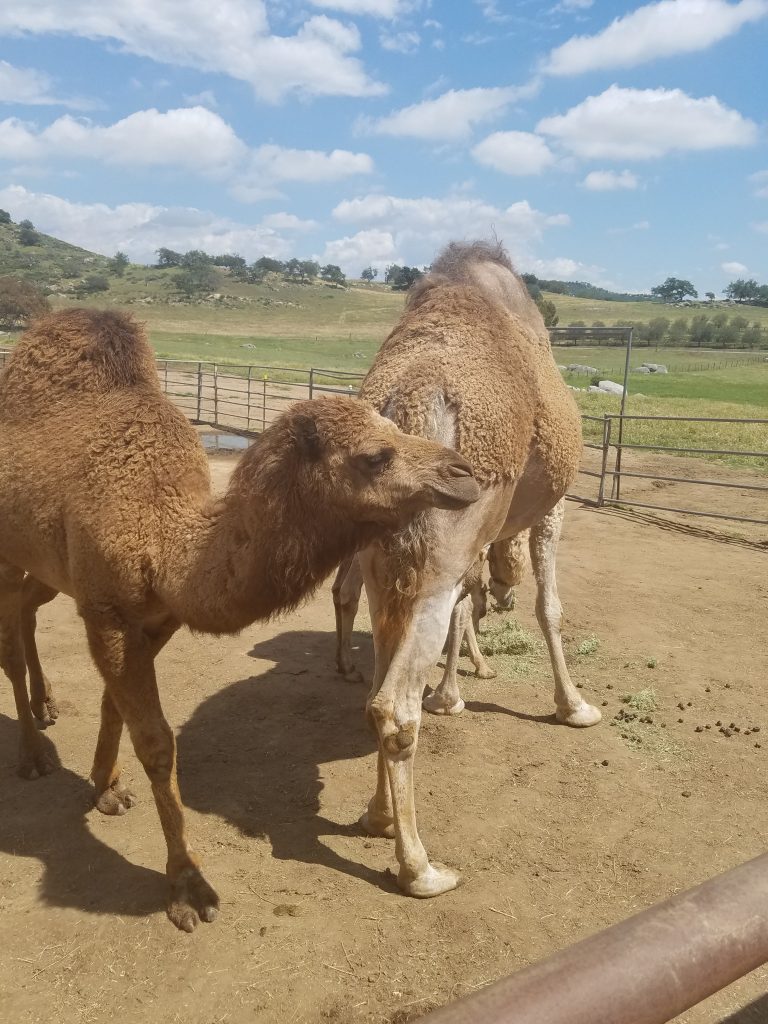 Open Farm Days at Oasis Camel Dairy in Ramona