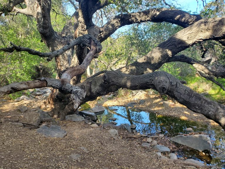 San Diego Hikes: Mission Trails Regional Park Oak Canyon Trail